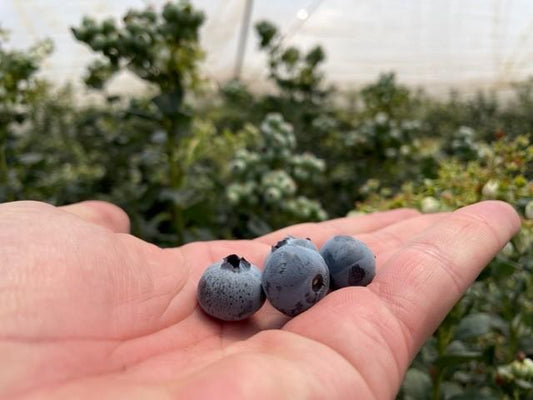 Mexican blueberry production