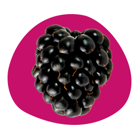 Close-up of a fresh blackberry