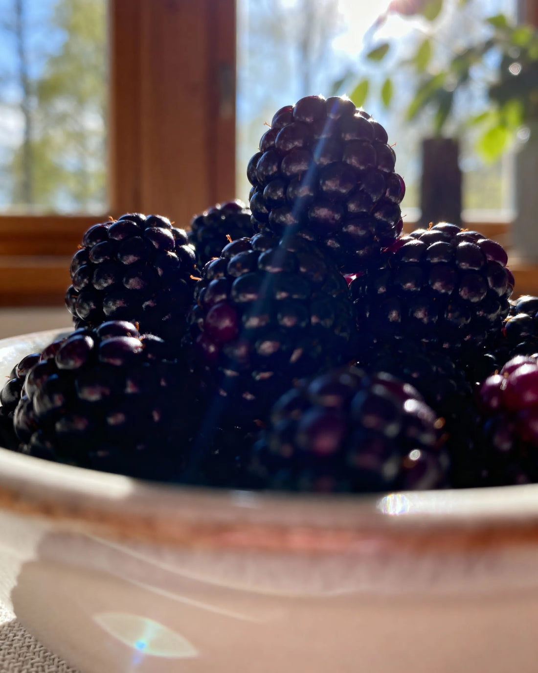 Move Berry Lovers Across Your City: Freshness Delivered with Flavor and Color